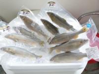 特選子持ちあゆ　9尾セット(冷凍)